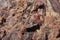 Macro View of Petrified Wood Surface