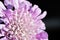 Macro view of a pin cushion flower head