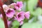 Macro view of pink bergenia flowers on a stem