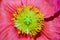 Macro view of a pink Iceland Poppy bloom