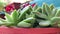 Macro view of potted succulents in an indoor desert garden