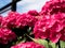 Macro view of pretty fuchsia Hortensia Hydrangea flowers