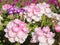 Macro view of pretty pink and white Verbena Tapien Salmon flowers