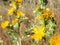 Macro view of pretty yellow flowers on a green thistle