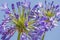 Macro view purple agapanthus against a blue sky