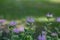 Macro view of purple color wild bergamot flower blossoms