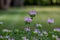 Macro view of purple color wild bergamot flower blossoms