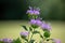 Macro view of purple color wild bergamot flower blossoms