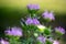 Macro view of purple color wild bergamot flower blossoms