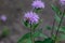 Macro view of purple color wild bergamot flower blossoms