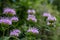 Macro view of purple color wild bergamot flower blossoms