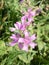 Macro view of purple wild flowers Malva sylvestris in nature