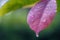 Macro view Rain kissed leaf, delicate details enhanced by raindrops