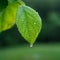 Macro view Rain kissed leaf, delicate details enhanced by raindrops