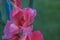 Macro view of red gladiolus petals on summer day.