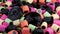 Macro view with rotation of licorice gummy candies. Colorful chewy sweets. Candy texture