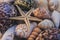 Macro view of seashell background. Starfish on seashells background. Many different seashells texture and background.