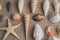 Macro view of seashells and starfish, many different seashells as texture and background.