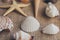 Macro view of seashells and starfish, many different seashells as texture and background.