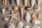 Macro view of seashells and starfish, many different seashells as texture and background for designers.