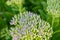 A macro view of a sedum telephium