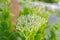 A macro view of a sedum telephium