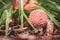 Macro view of small mushroom Amanita muscaria or fly agaric