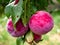 Macro view of some large plums Prunus domestica or european plum