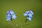 Macro view of spring tiny blue Wood Forget-me-not Myosotis sylvatica flowers on blurry green background, Ballinteer, Dublin