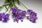 Macro view of stems of purple English lavender herb flowers