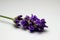 Macro view of stems of purple English lavender herb flowers