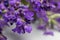 Macro view of stems of purple English lavender herb flowers