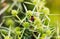 Macro view straight of a red ladybug on the elytron, in a green inflorescence. Ladybug on green leaf background.