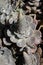 Macro view of succulent Chinese Hat or Iwarenge or Orostachys