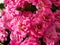 A macro view of a succulent plant. Kalanchoe blossfeldiana