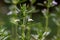 Macro view of tiny summer savory flowers satureja