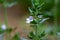 Macro view of tiny summer savory flowers satureja