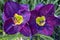 Macro view of two stunning purple day lilies