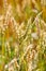 A macro view of unripe wheat heads