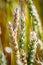 A macro view of unripe wheat heads