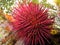 Macro view urchin