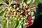 Macro view of virginia creeper flower buds