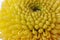 Macro view of water droplets on yellow crysanthemum petals