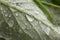 Macro view of water drops on a green leaf, freshness life concept