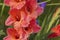 Macro view of water drops on orange gladiolus petals after rain on summer day.