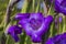 Macro view of water drops on purple gladiolus petals after rain on summer day