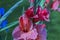 Macro view of water drops on red gladiolus petals after rain on summer day.