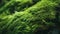 Macro view of waves of green moss and green leaves