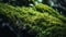 Macro view of waves of green moss and green leaves