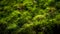 Macro view of waves of green moss and green leaves